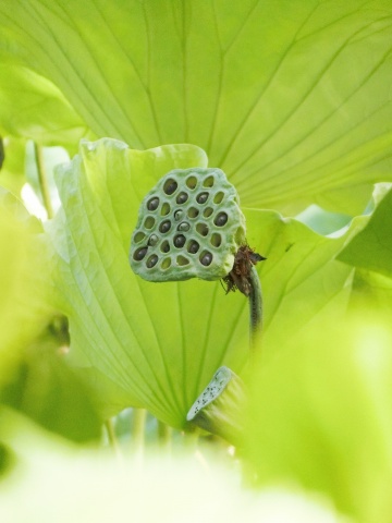 e0045768_21472013.jpg