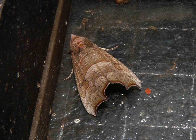 d0019074_62717.jpg