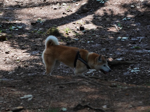 c0123890_159180.jpg