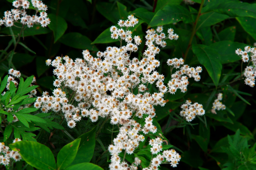 a0263109_20543934.jpg