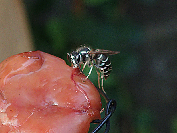 f0214649_4252512.jpg