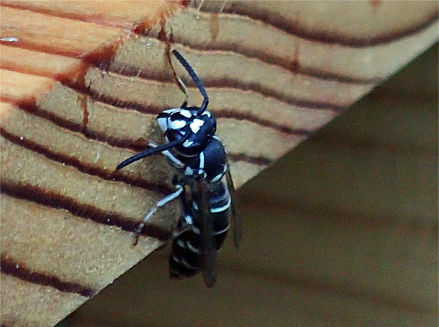 f0214649_4281095.jpg