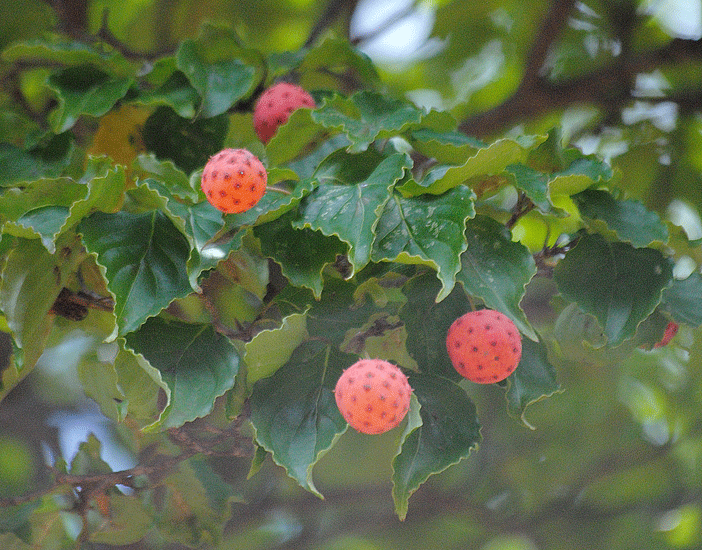 a0001354_211441100.gif