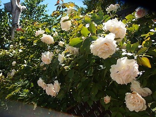 e0004756_20232280.jpg
