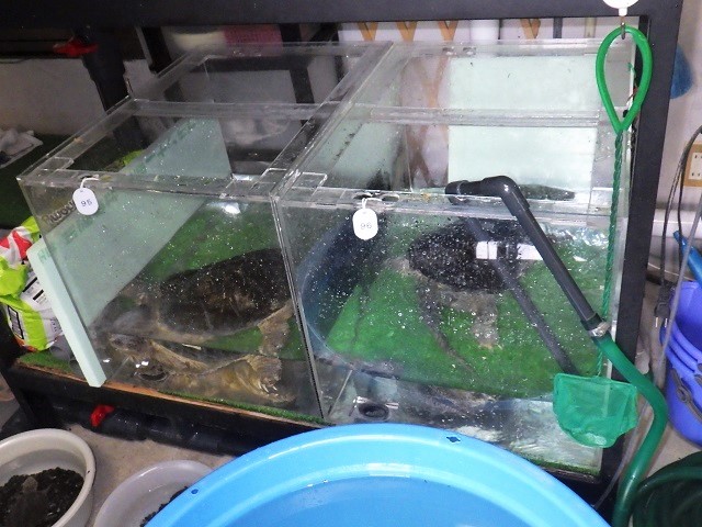 c0105569_0373213.jpg