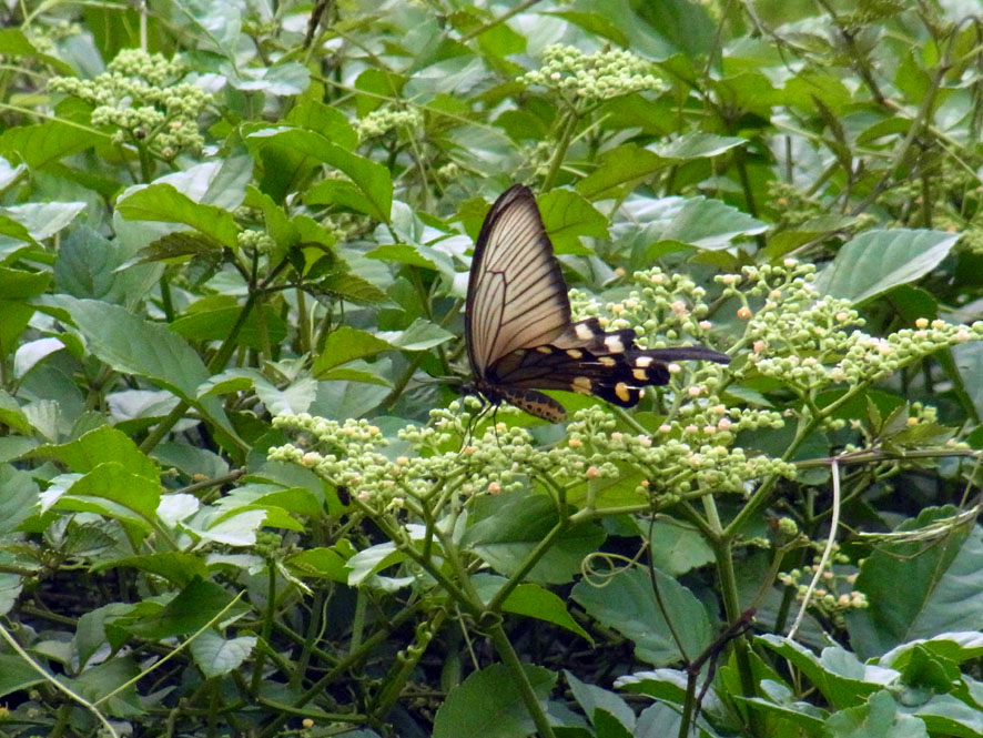 f0131669_10737.jpg