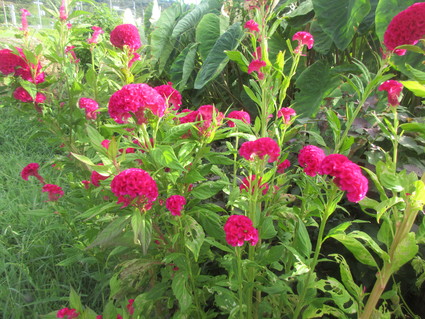 f0053885_20124269.jpg