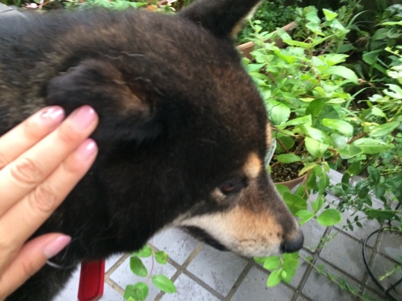 d0239796_19312300.jpeg