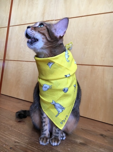 c0011300_23141995.jpeg