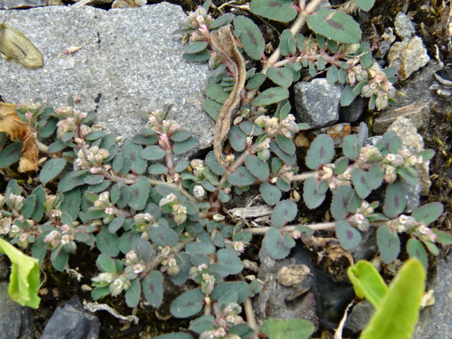 f0231709_16485189.jpg