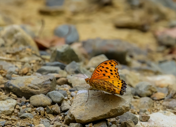 f0363618_1841586.jpg
