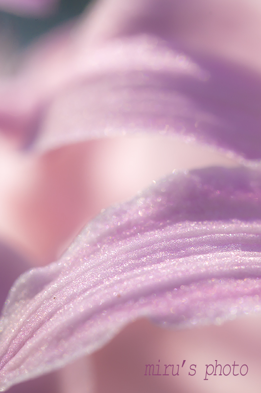 c0037519_953136.jpg