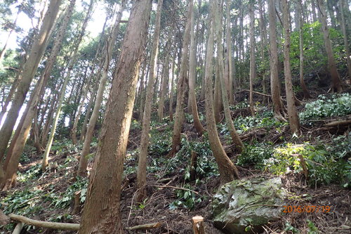e0138321_10504053.jpg