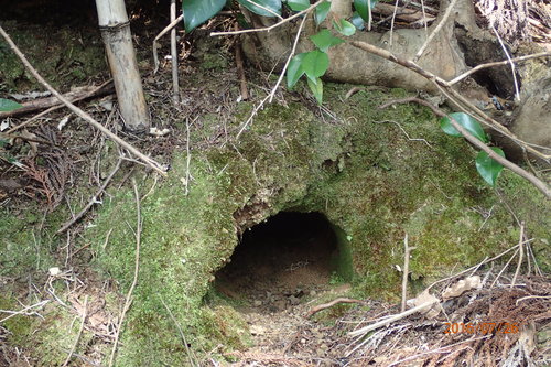 e0138321_1153710.jpg