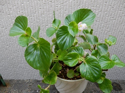 e0033229_16551260.jpg