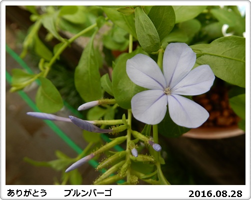 e0033229_1702378.jpg