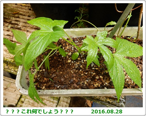 e0033229_1731019.jpg