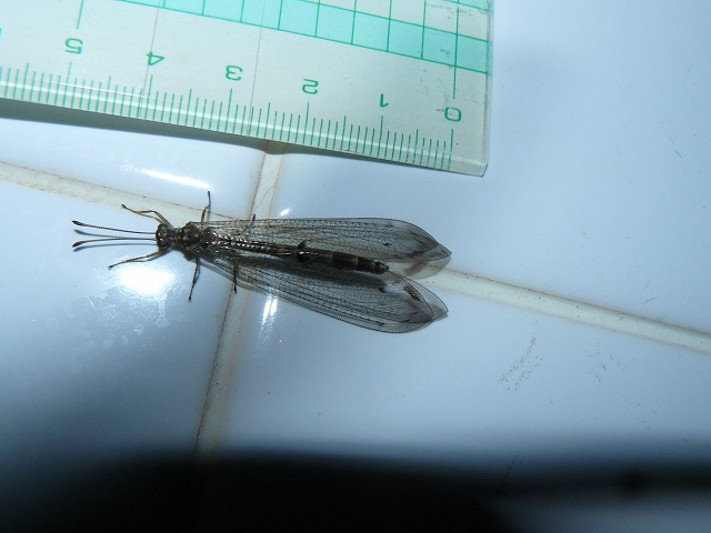 d0019074_66231.jpg