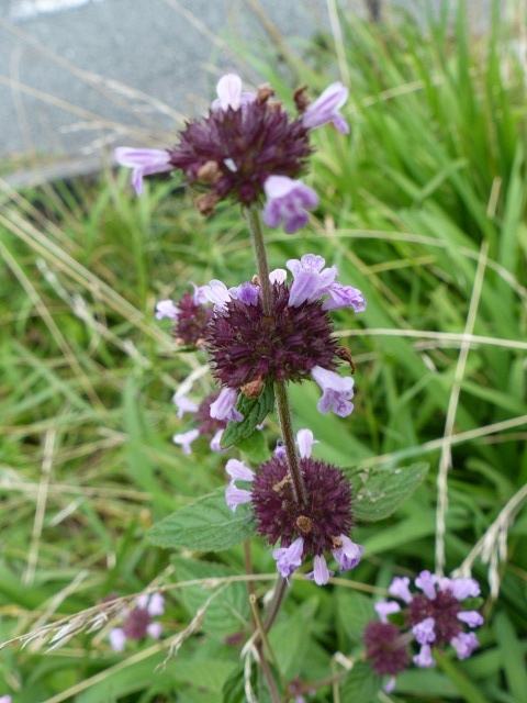 f0357487_20114740.jpg
