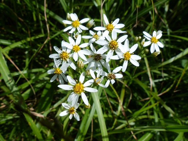 f0357487_20133578.jpg
