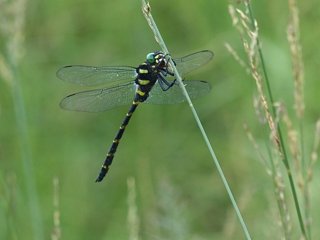 f0357487_20224377.jpg