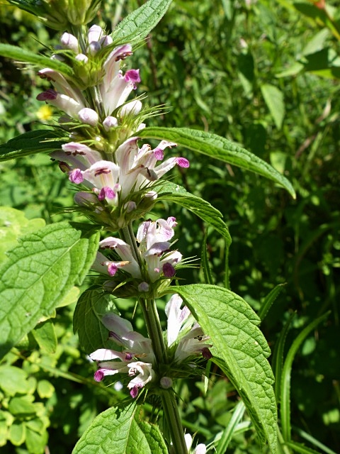f0357487_2074865.jpg