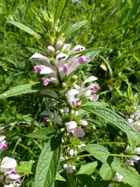 f0357487_207834.jpg