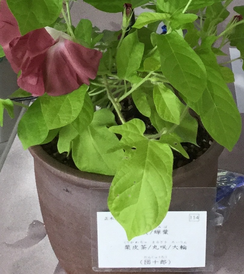 a0027290_12522428.jpeg