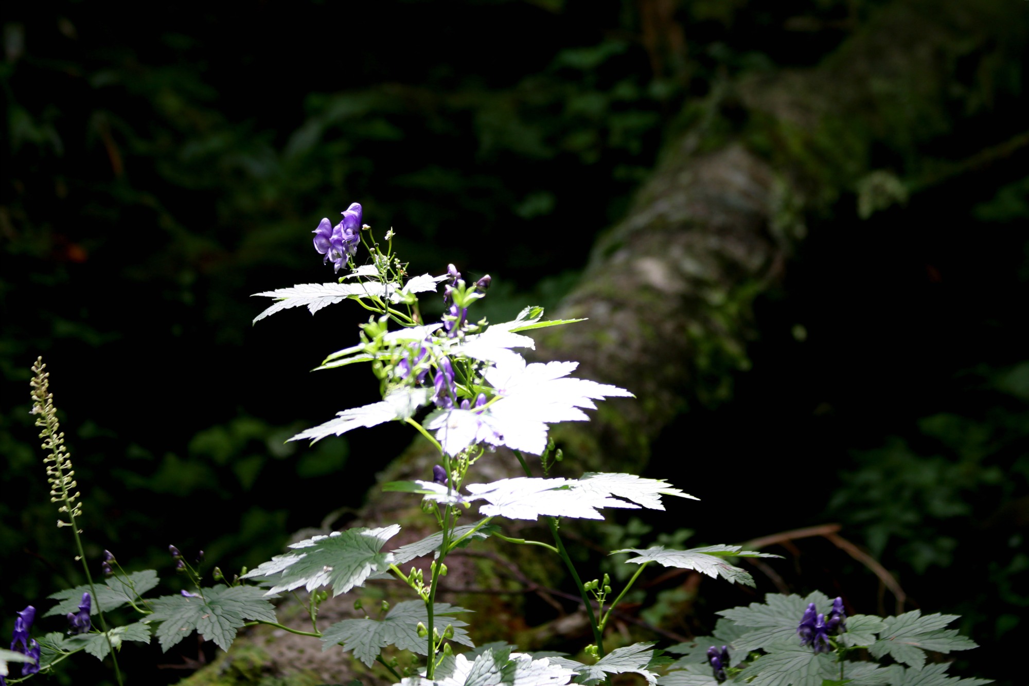 a0127090_11243549.jpg