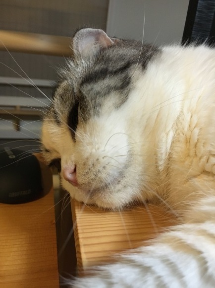 c0011300_22222506.jpeg