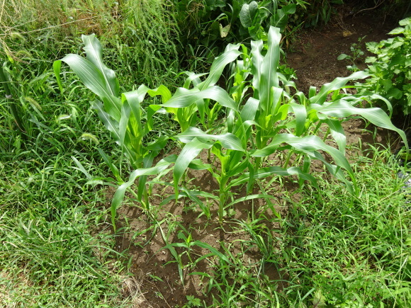 c0369304_22364183.jpg