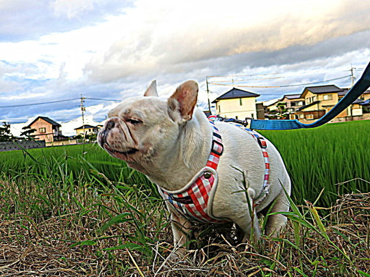 a0158613_21233024.jpg