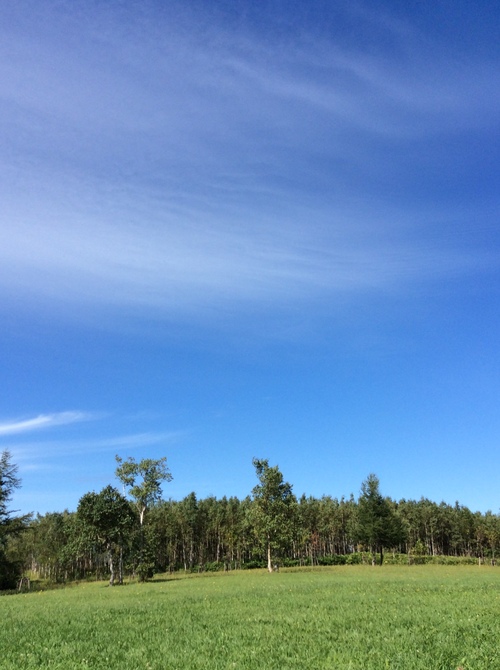 e0052716_944532.jpg