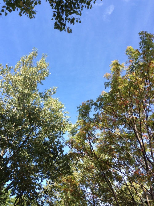 e0052716_9454836.jpg
