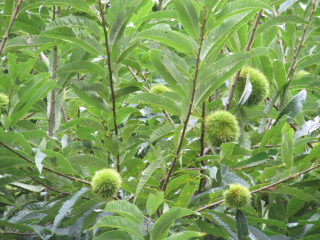 f0341616_15460385.jpg