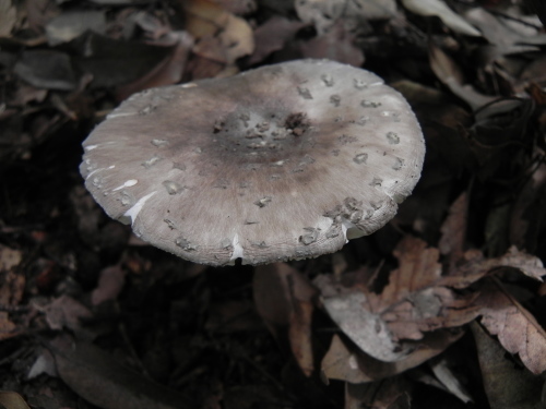 e0352220_11473101.jpg
