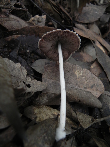 e0352220_11565968.jpg