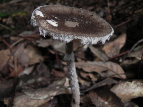 e0352220_12070408.jpg