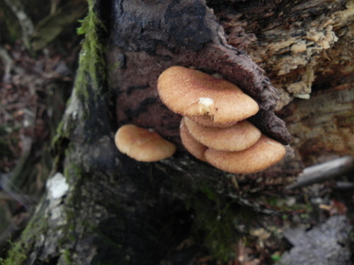 e0352220_13445379.jpg