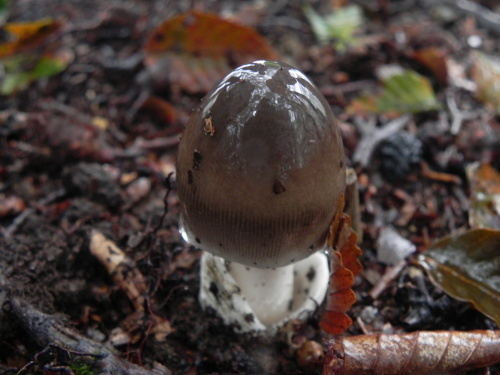 e0352220_13493716.jpg
