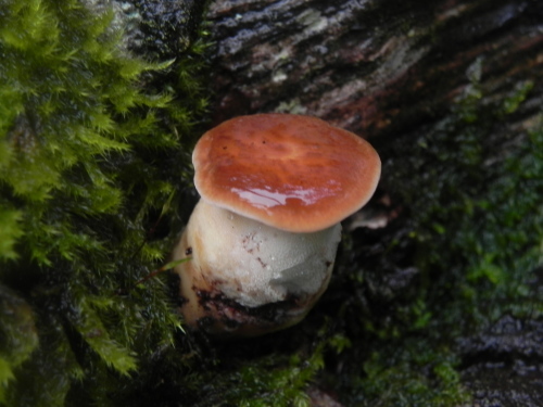 e0352220_13533542.jpg