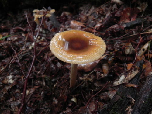 e0352220_13545341.jpg