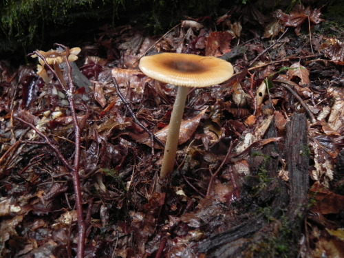 e0352220_13560797.jpg