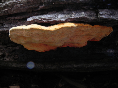 e0352220_13582621.jpg