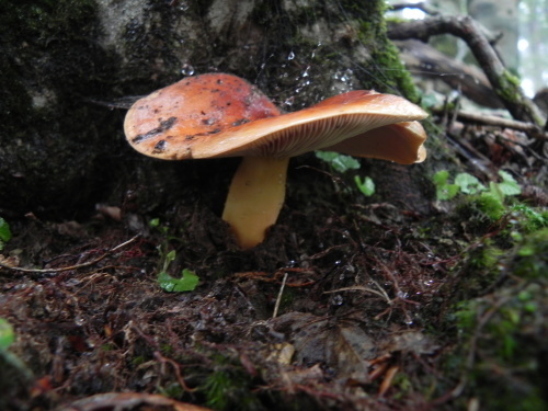 e0352220_14005467.jpg