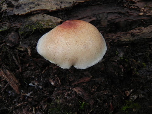 e0352220_14163559.jpg
