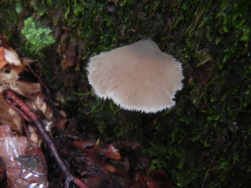 e0352220_14221493.jpg