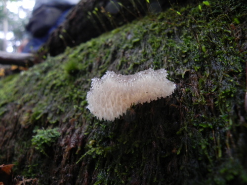 e0352220_14225775.jpg