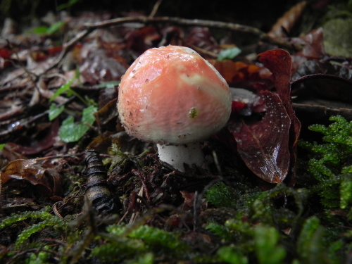 e0352220_14284815.jpg