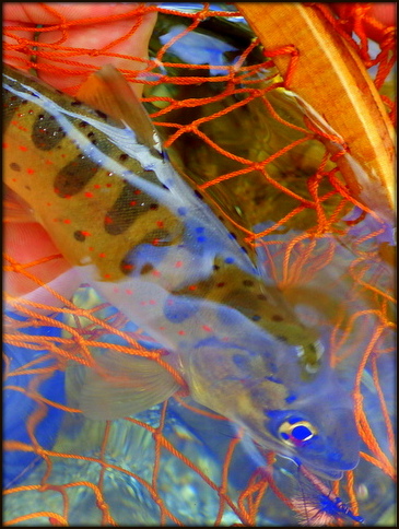 f0053342_12593627.jpg